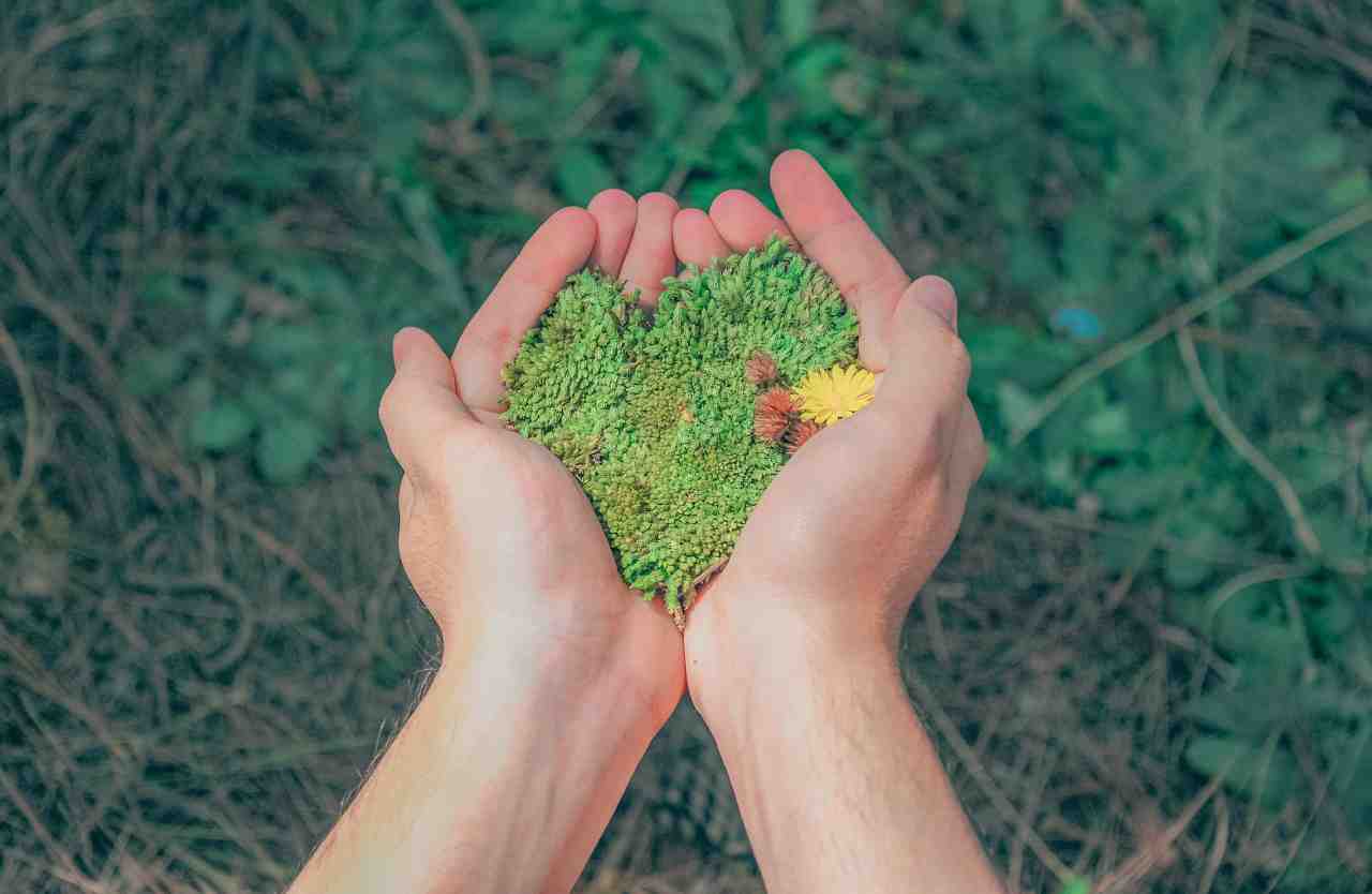 handful of plant seeds held carefully