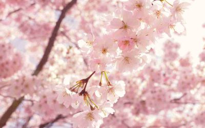Spring Vibes & Cherry Blossoms
